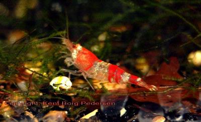 Caridina logemanni