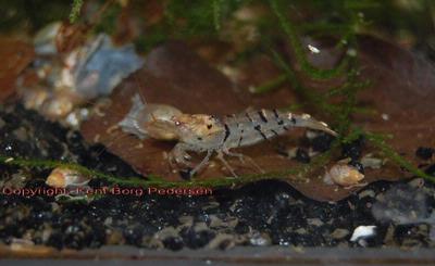 Caridina mariae