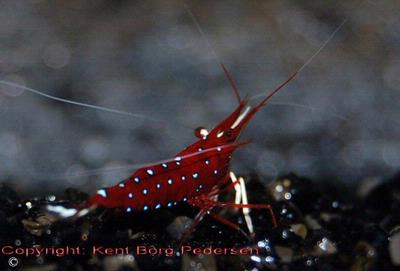 Caridina dennerli