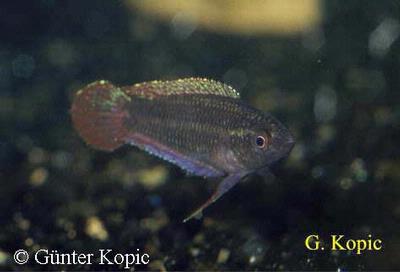 P. paludicola