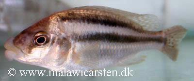 Chilotilapia euchilus