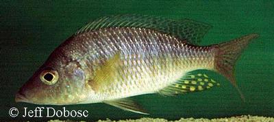 Aulonocara rostratum