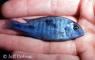 Cyrtocara Moorii