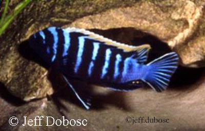 Cynotilapia Afra