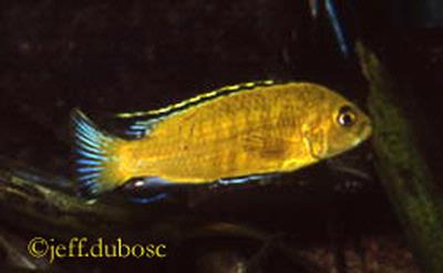 Labidochromis caeruleus Han