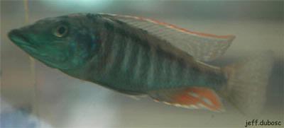 Lichnochromis acuticeps