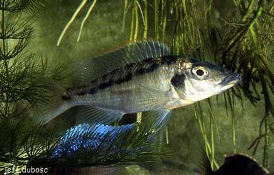 Lichnochromis acuticeps