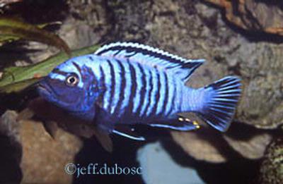Maylandia sp. "msobo" Thumbi