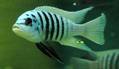 Maylandia sp. "zebra chilumba"