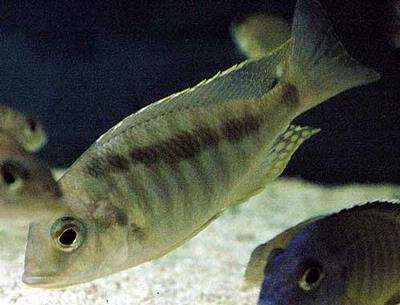 Mylochromis sp. "guentheri mbenji"