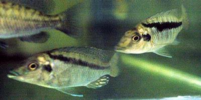 Mylochromis lateristriga