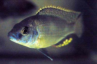Naevochromis chrysogaster Han