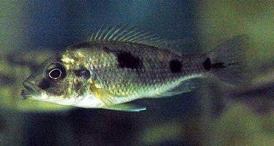 Naevochromis chrysogaster Hun