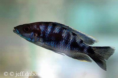 Otopharynx walteri