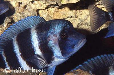 Mpimbwe, Tanzania