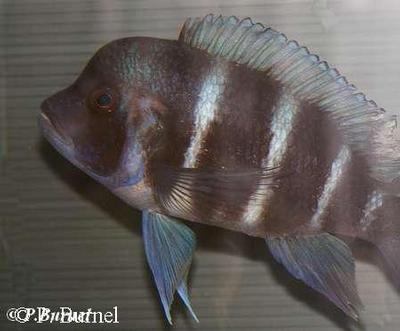 Kipili Tanzania
