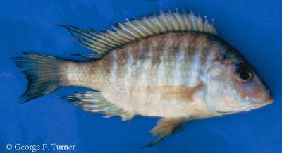 Alticorpus sp. "deep"
