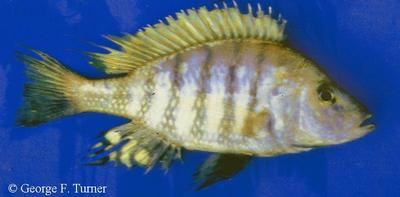 Alticorpus geoffreyi