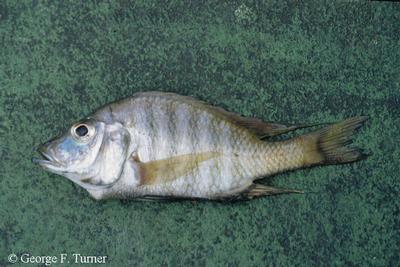 Alticorpus macrocleithrum