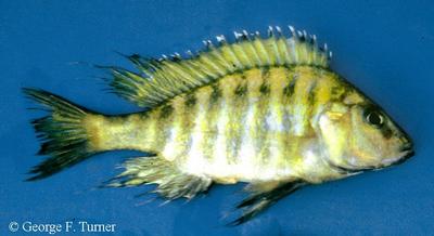 Alticorpus peterdaviesi