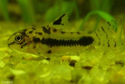Corydoras habrosus