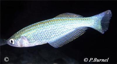 Lamprichthys tanganicanus