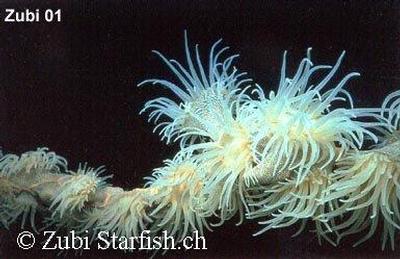 Nemanthus annamensis