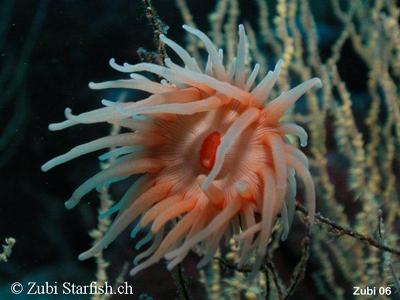 Nemanthus annamensis