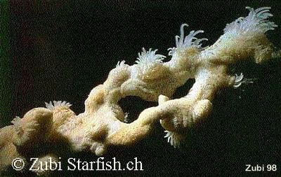 Nemanthus annamensis
