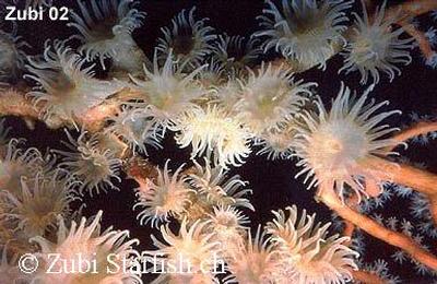 Nemanthus annamensis
