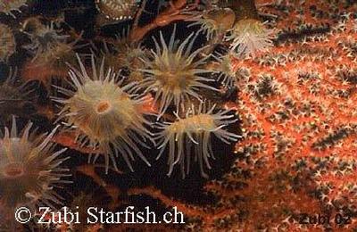 Nemanthus annamensis
