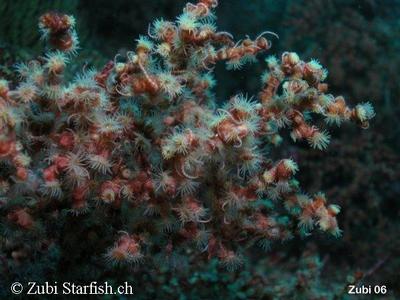 Nemanthus sp.