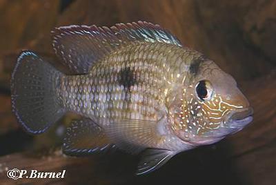 Tahuantinsuyoa macantzatza