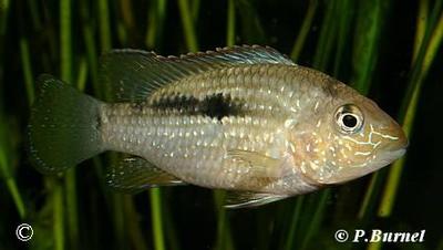 Tahuantinsuyoa macantzatza