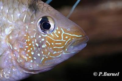 Tahuantinsuyoa macantzatza