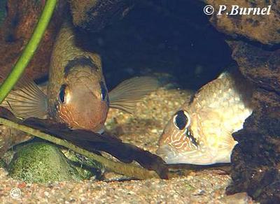 Tahuantinsuyoa macantzatza