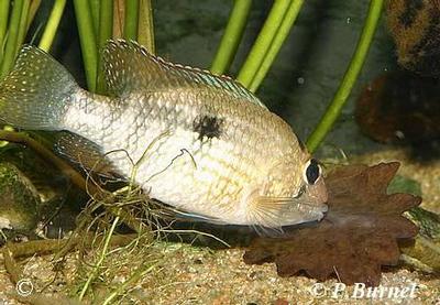 Tahuantinsuyoa macantzatza