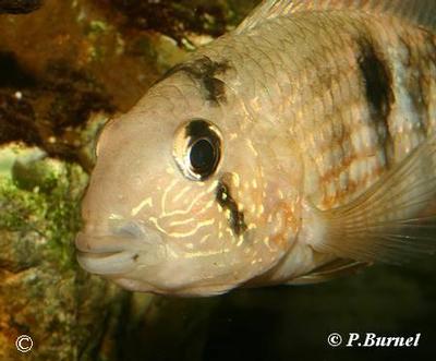 Tahuantinsuyoa macantzatza