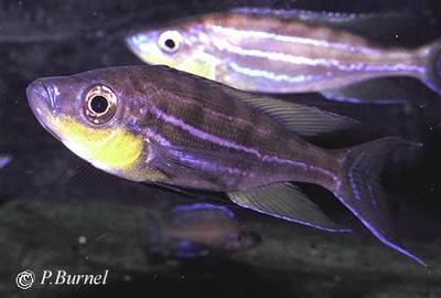 Benthochromis horii