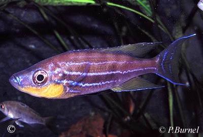 Benthochromis horii