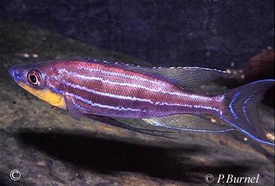 Benthochromis horii