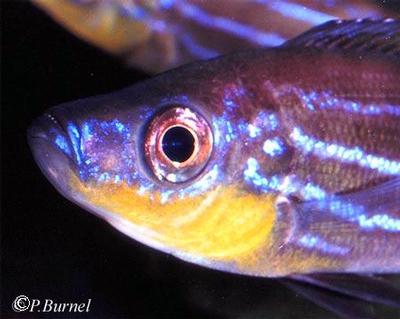 Benthochromis horii