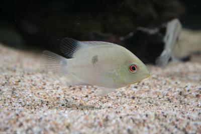 Ungfisk