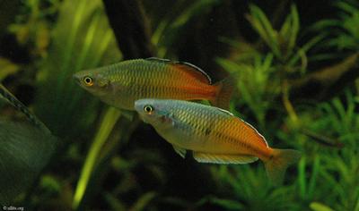 Melanotaenia boesemani
