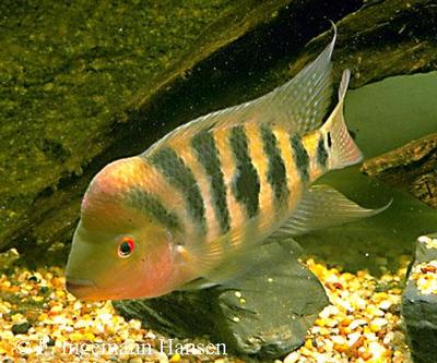 Amphilophus hogaboomorum