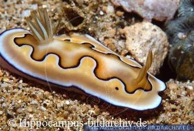 Chromodoris coi