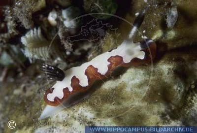 Chromodoris fidelis