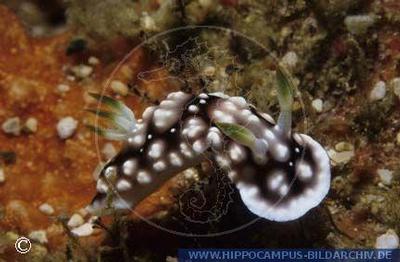 Chromodoris geometrica