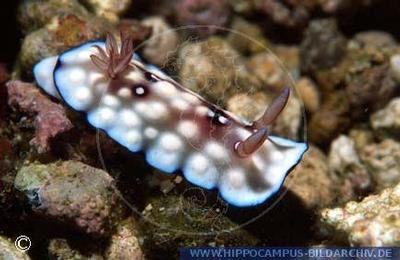 Chromodoris hintuanensis