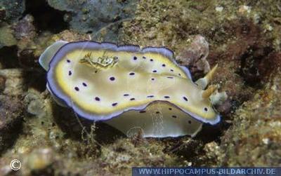 Chromodoris kuniei